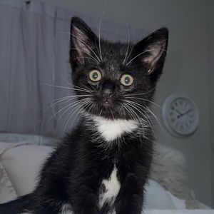 Meet your Posher, Billy